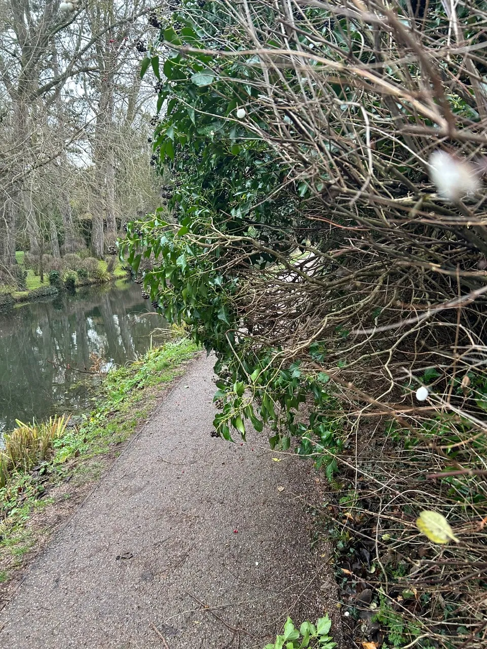 dec-17th-2025-overhanging-ivy2.webp