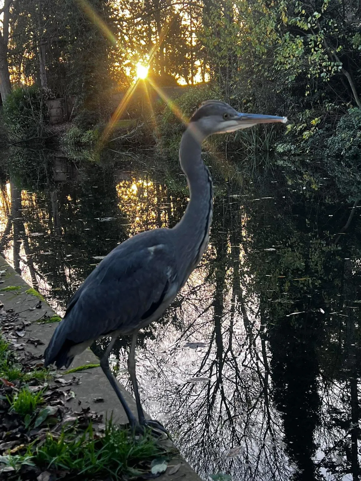 heron1.webp