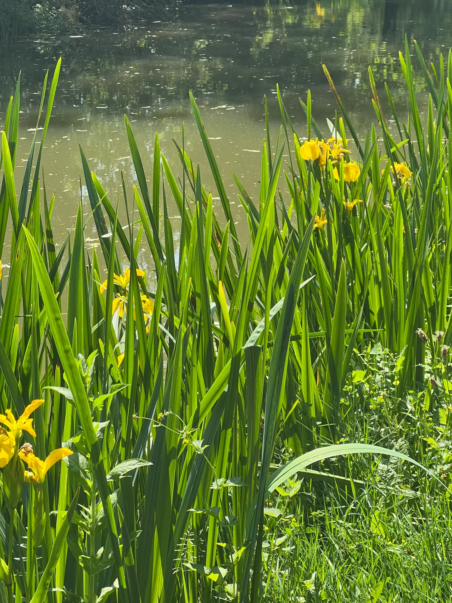 inbloom.webp
