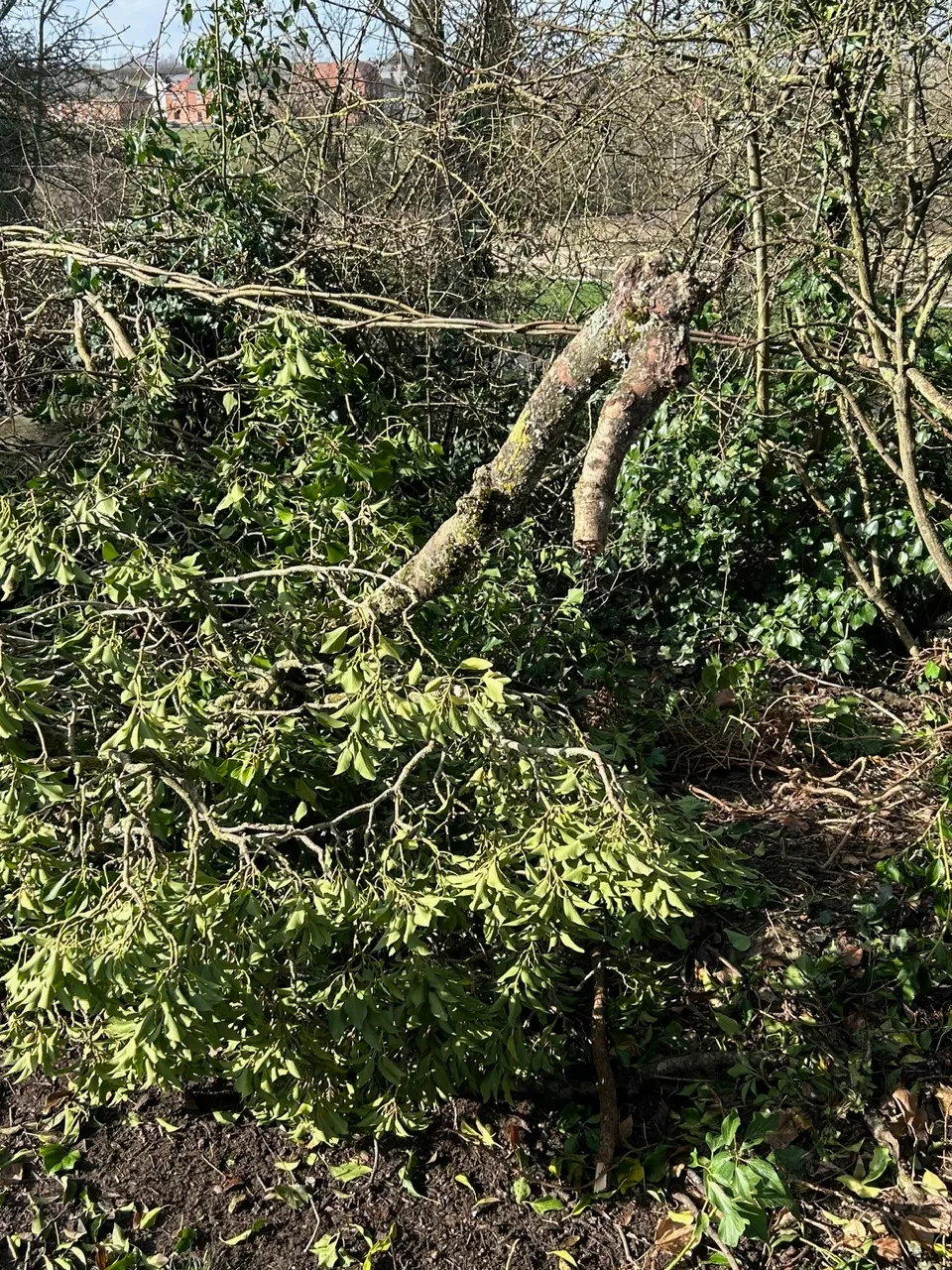 jan-25th-2026-broken-limb-from-ivy-winter-2025-2.webp