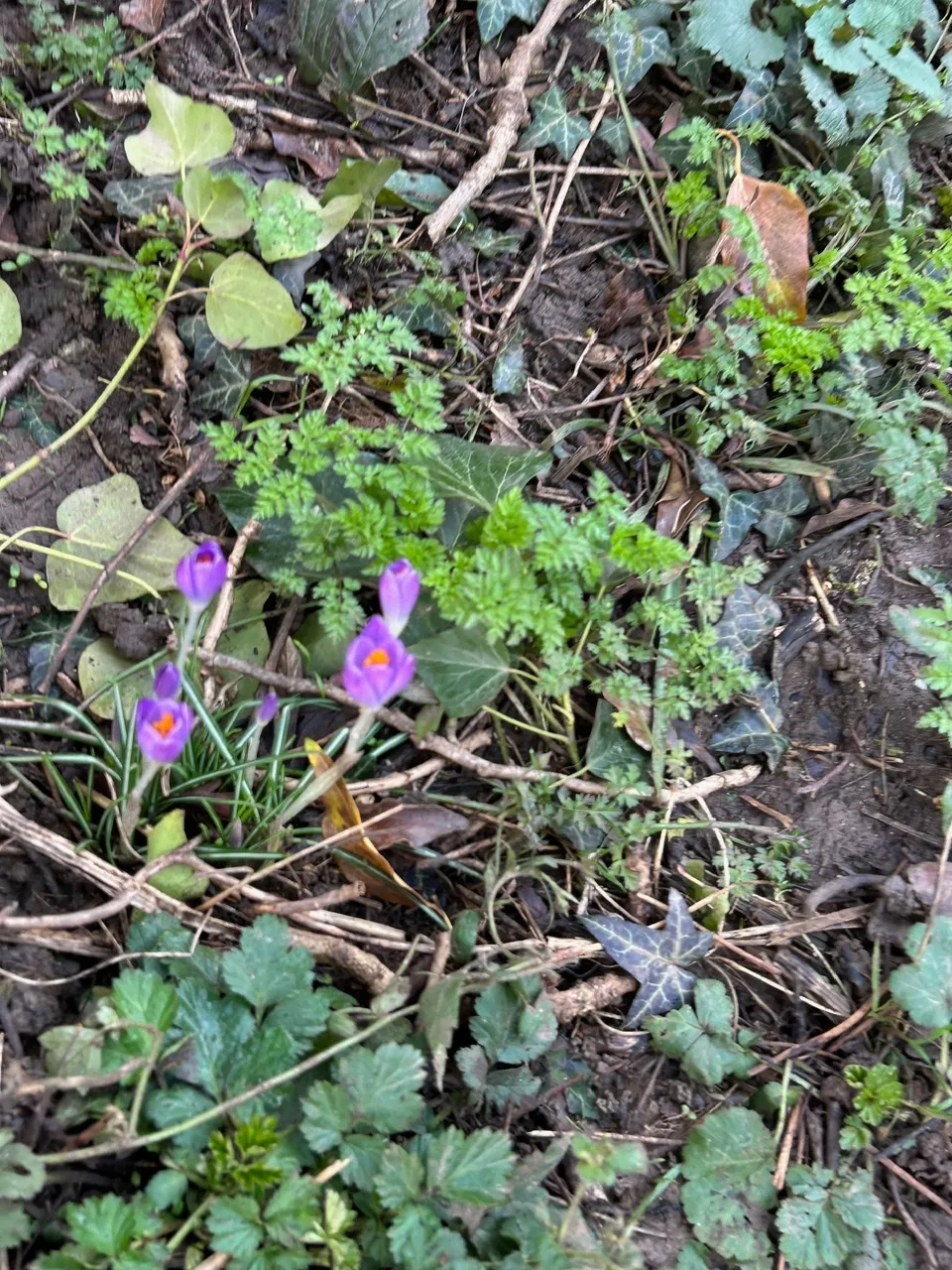 jan-25th-2026-crocus2.webp