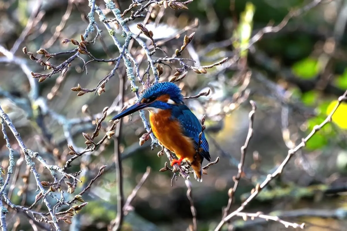 kingfisher2.webp