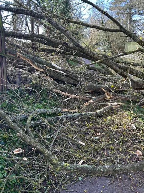 mar-25th-2026-fallen-tree-before3.webp