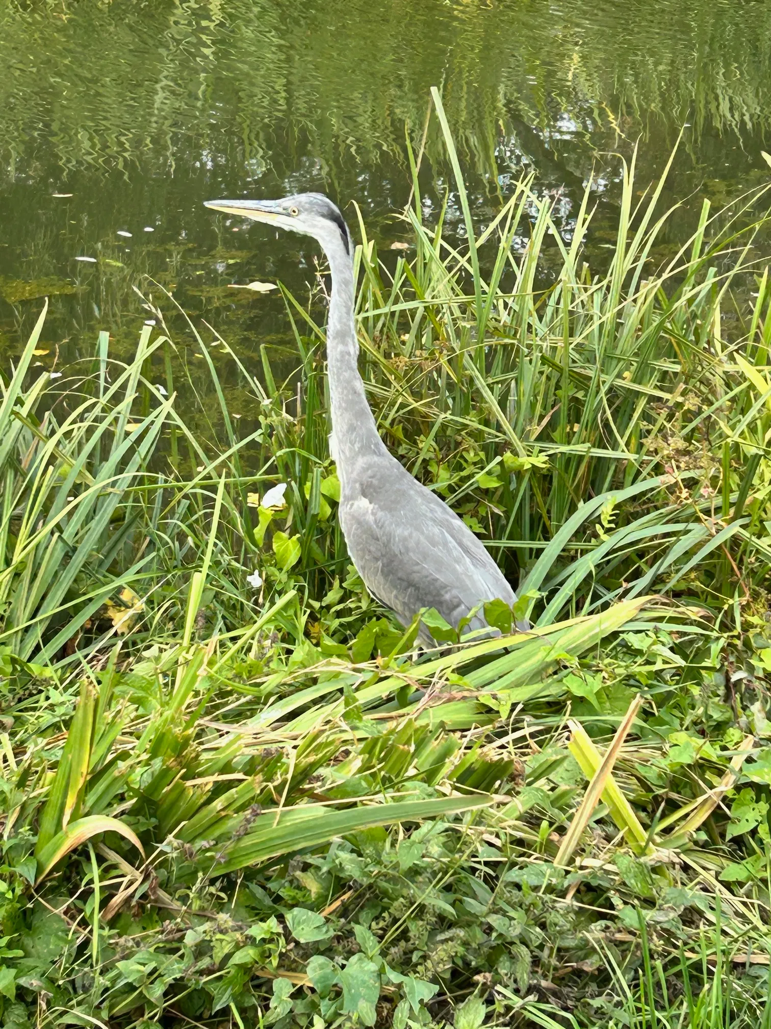 sept-24th-2025-heron.webp